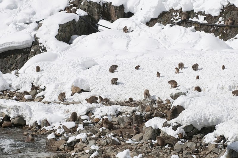 Japanese macaque or snow japanese monkey (Macaca fuscata), group in the snow, Japan Monkey-Japanese, Macaca fuscata (Macaque Japon) Japan, 2017