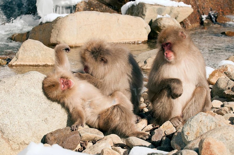 Japanese macaque or snow japanese monkey (Macaca fuscata), Japan Monkey-Japanese, Macaca fuscata (Macaque Japon) Japan, 2017