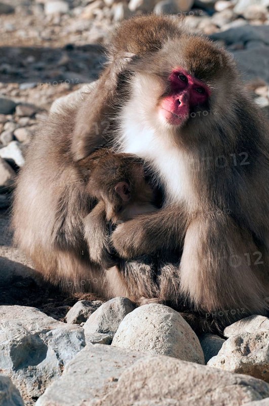 Japanese macaque or snow japanese monkey with baby (Macaca fuscata), Japan Monkey-Japanese, Macaca fuscata (Macaque Japon) Japan, 2017