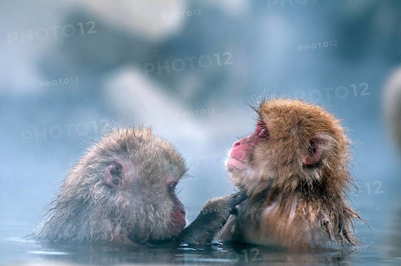 Japanese macaque or snow japanese monkey in onsen (Macaca fuscata), Japan Monkey-Japanese, Macaca fuscata (Macaque Japon) Japan, 2017