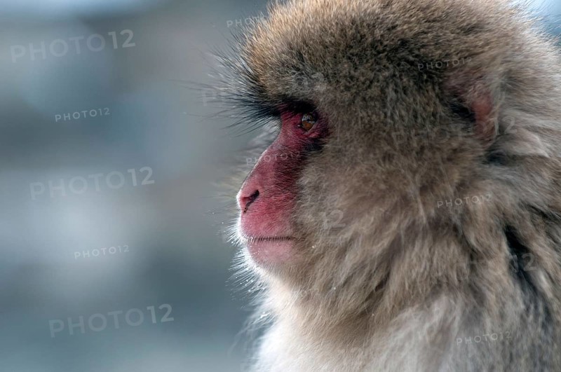 Japanese macaque or snow japanese monkey (Macaca fuscata), portrait, Japan Monkey-Japanese, Macaca fuscata (Macaque Japon) Japan, 2017