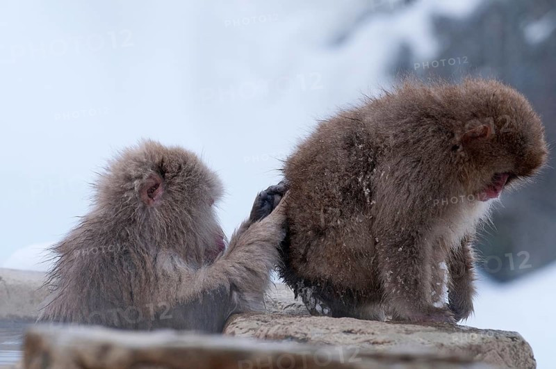 Japanese macaque or snow japanese monkey, baby and mom in onsen (Macaca fuscata), Japan Monkey-Japanese, Macaca fuscata (Macaque Japon) Japan, 2017