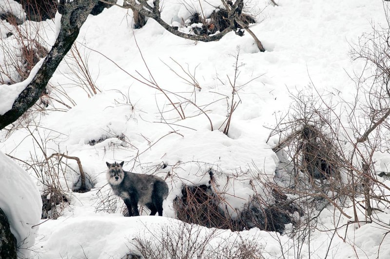 Japanese Serow (Capricornis crispus), Japan Japanese serow, antelope, Japanese goat, Capricornis crispus, (Saro du Japon) 2017