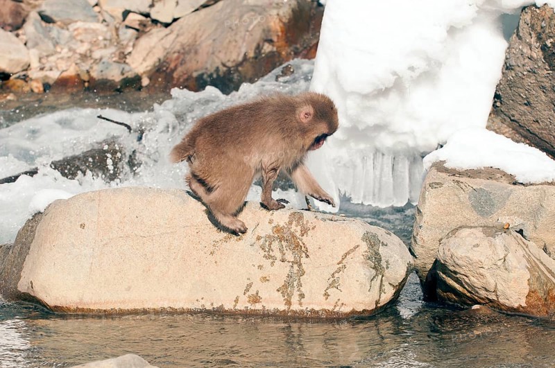 Japanese macaque or snow japanese monkey (Macaca fuscata), young, Japan Monkey-Japanese, Macaca fuscata (Macaque Japon) Japan, 2017