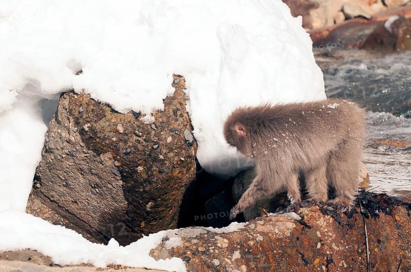 Japanese macaque or snow japanese monkey (Macaca fuscata), Japan Monkey-Japanese, Macaca fuscata (Macaque Japon) Japan, 2017