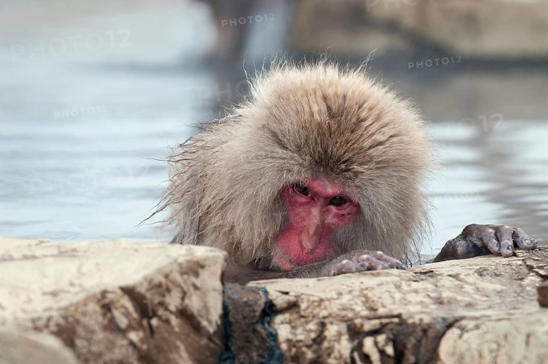 Japanese macaque or snow japanese monkey (Macaca fuscata), portrait, Japan Monkey-Japanese, Macaca fuscata (Macaque Japon) Japan, 2017