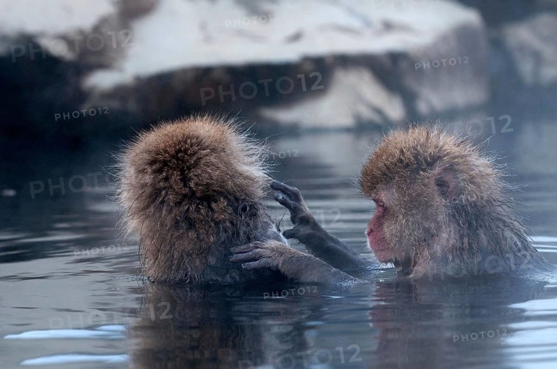 Japanese macaque or snow japanese monkey in onsen (Macaca fuscata), Japan Monkey-Japanese, Macaca fuscata (Macaque Japon) Japan, 2017