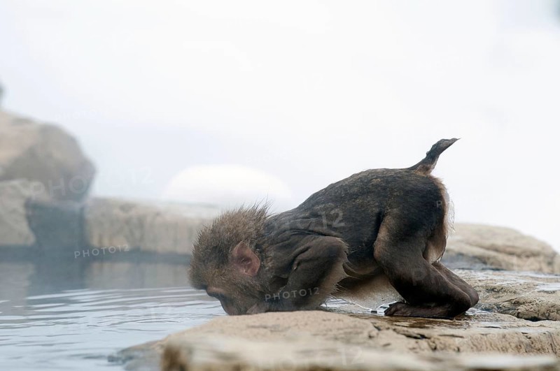 Japanese macaque or snow japanese monkey in onsen (Macaca fuscata), baby drinking, Japan Monkey-Japanese, Macaca fuscata (Macaque Japon) Japan, 2017