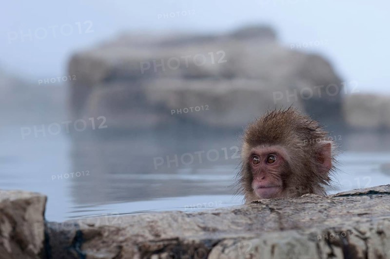 Japanese macaque or snow japanese monkey, baby, in onsen, playing with ice (Macaca fuscata), Japan Monkey-Japanese, Macaca fuscata (Macaque Japon) Japan, 2017