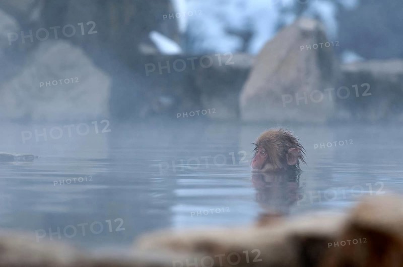 Japanese macaque or snow japanese monkey, baby, in onsen (Macaca fuscata), Japan Monkey-Japanese, Macaca fuscata (Macaque Japon) Japan, 2017