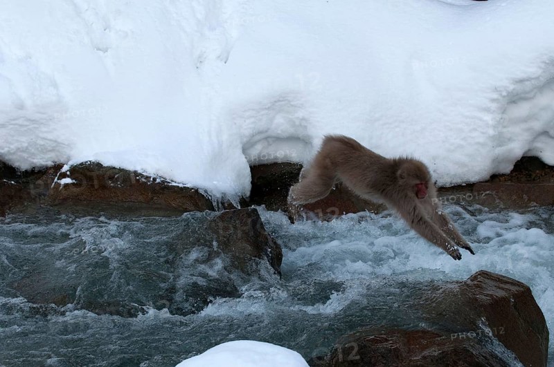 Japanese macaque or snow japanese monkey jumping the river (Macaca fuscata), Japan Monkey-Japanese, Macaca fuscata (Macaque Japon) Japan, 2017