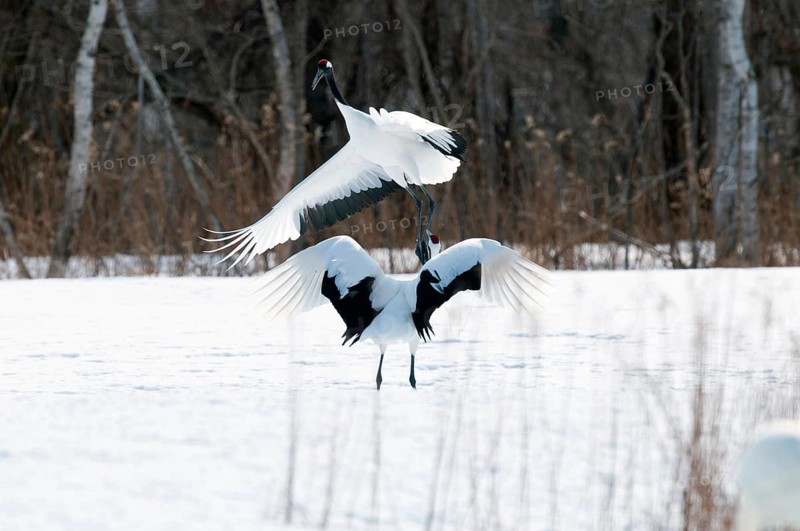 Japanese crane, Red-crowned crane, couple dancing in love season (Grus japonensis), Japan Manchuria Crane, Japanese Crane, Grus japonensis (Grue du Japon) 2017