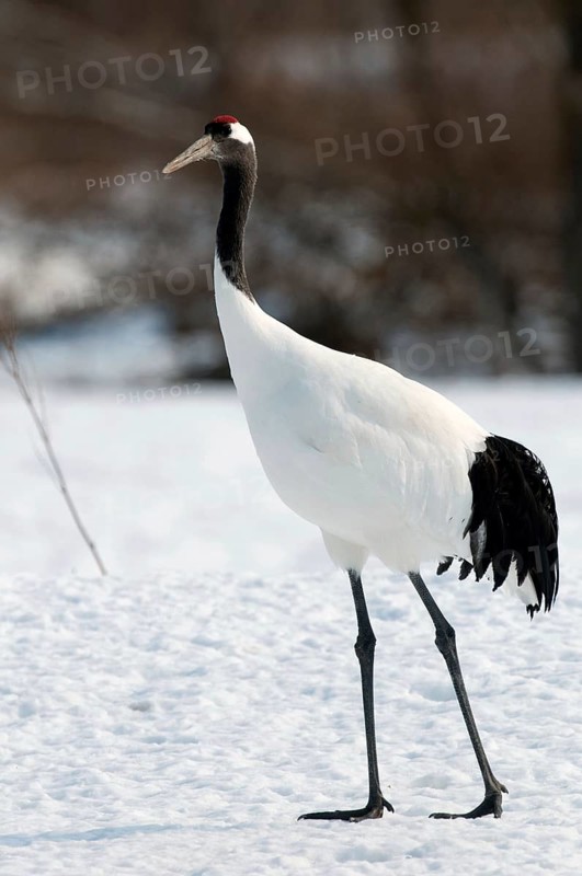 Japanese crane, Red-crowned crane (Grus japonensis), Japan Manchuria Crane, Japanese Crane, Grus japonensis (Grue du Japon) 2017
