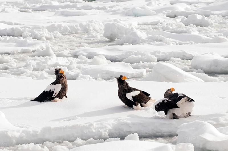 Steller's sea eagle (Haliaeetus pelagicus) on the pack, Russia Steller's sea eagle, Haliaeetus pelagicus, (Pygargue de Steller) Russia, 2017