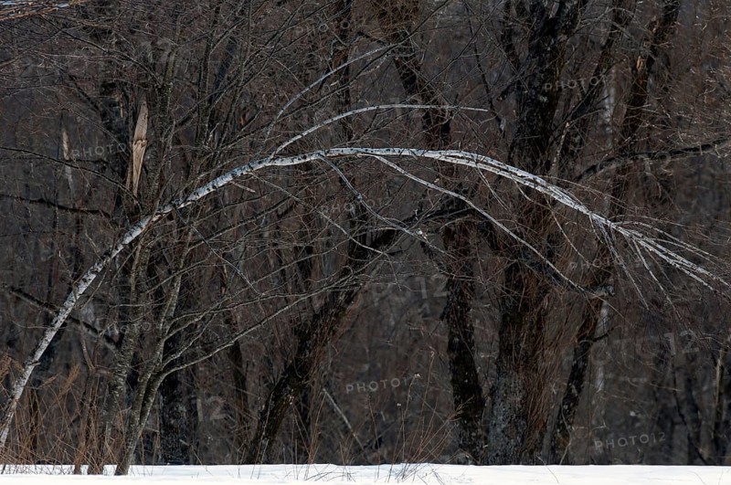 Birch tree in the winter Landscape, Hokkaido, North, East, Winter, (Paysage) Japan, 2017