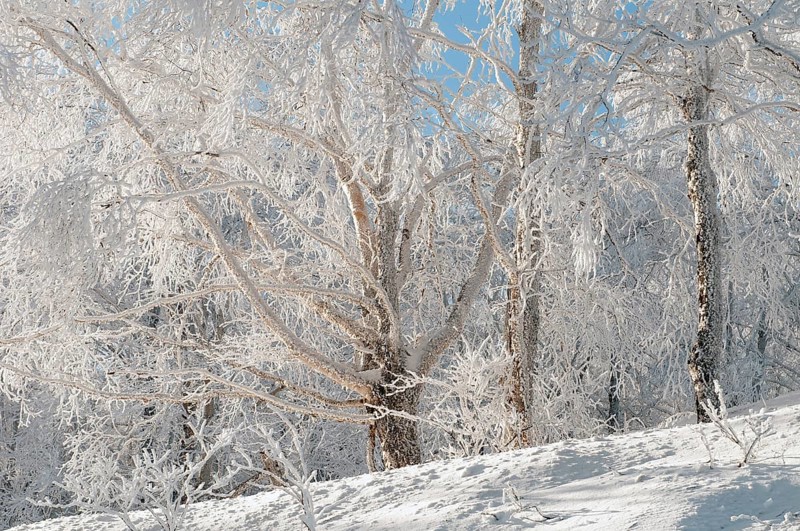 Landscape in winter of Hokkaido, Japan Landscape, Hokkaido, North, East, Winter, (Paysage) Japan, 2017