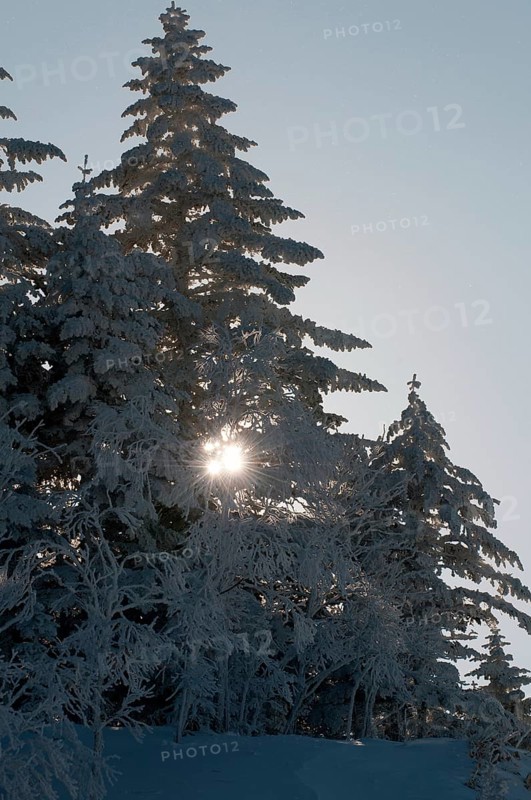 Trees and snow Landscape, Hokkaido, North, East, Winter, (Paysage) Japan, 2017