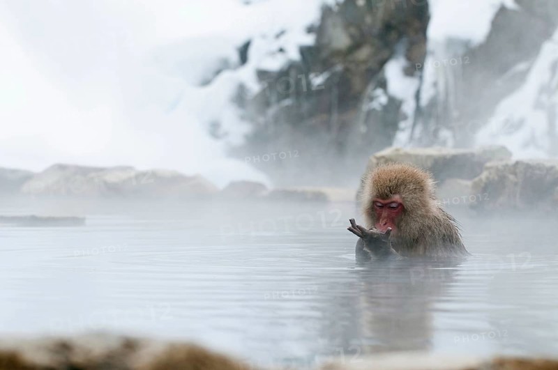 Japanese macaque or snow japanese monkey in onsen (Macaca fuscata), Japan Monkey-Japanese, Macaca fuscata (Macaque Japon) Japan, 2017