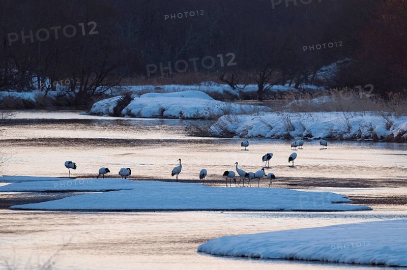 Japanese crane, Red-crowned crane (Grus japonensis), flock in the river before sunrise, Japan Manchuria Crane, Japanese Crane, Grus japonensis (Grue du Japon) 2017
