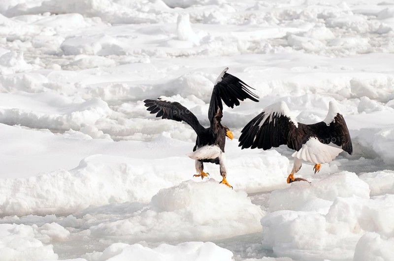 Steller's sea eagle (Haliaeetus pelagicus) eating a fish, Russia Steller's sea eagle, Haliaeetus pelagicus, (Pygargue de Steller) Russia, 2017