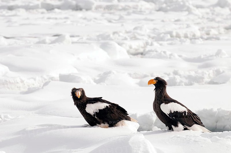 Steller's sea eagle (Haliaeetus pelagicus) couple on the pack, Russia Steller's sea eagle, Haliaeetus pelagicus, (Pygargue de Steller) Russia, 2017