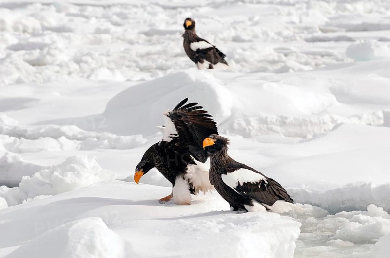 Steller's sea eagle (Haliaeetus pelagicus) landing, Russia Steller's sea eagle, Haliaeetus pelagicus, (Pygargue de Steller) Russia, 2017