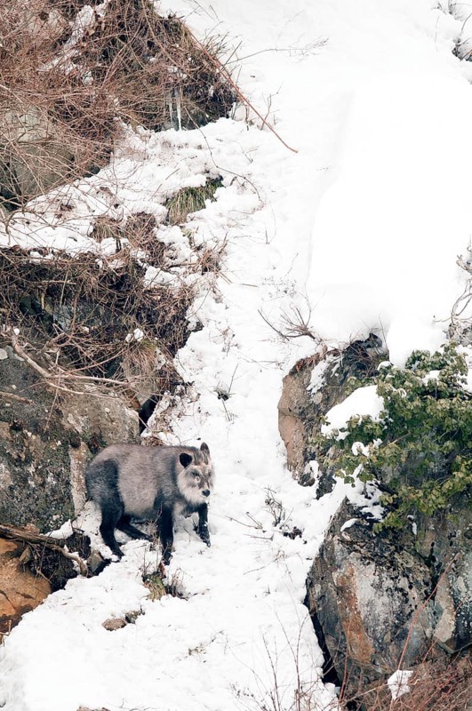 Japanese Serow in winter (Capricornis crispus), Japan Japanese serow, antelope, Japanese goat, Capricornis crispus, (Saro du Japon) 2017