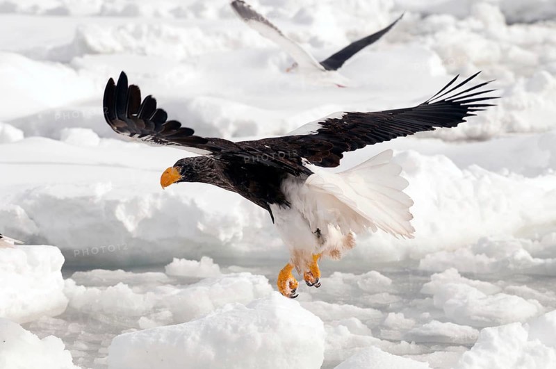 Steller's sea eagle (Haliaeetus pelagicus) flyng on the pack, Russia Steller's sea eagle, Haliaeetus pelagicus, (Pygargue de Steller) Russia, 2017