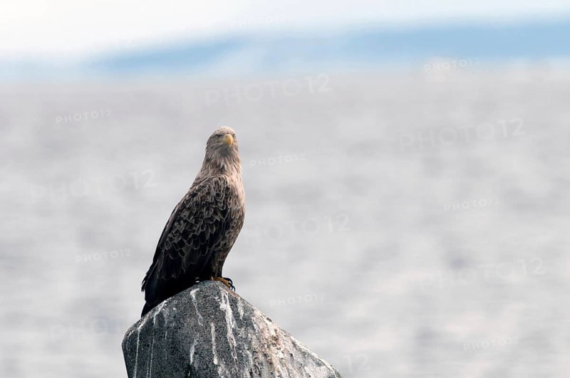 White-tailed Sea-eagle (Haliaeetus albicilla), Japan Sea-eagle, White-tailed, Haliaeetus albicilla, (Pygargue à queue blanche) Japan, 2017