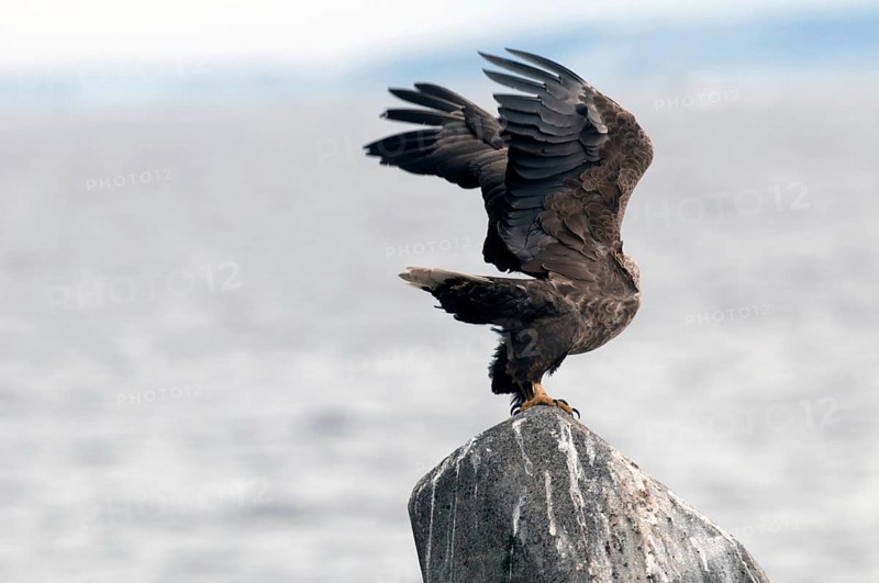 White-tailed Sea-eagle take-off (Haliaeetus albicilla), Japan Sea-eagle, White-tailed, Haliaeetus albicilla, (Pygargue à queue blanche) Japan, 2017