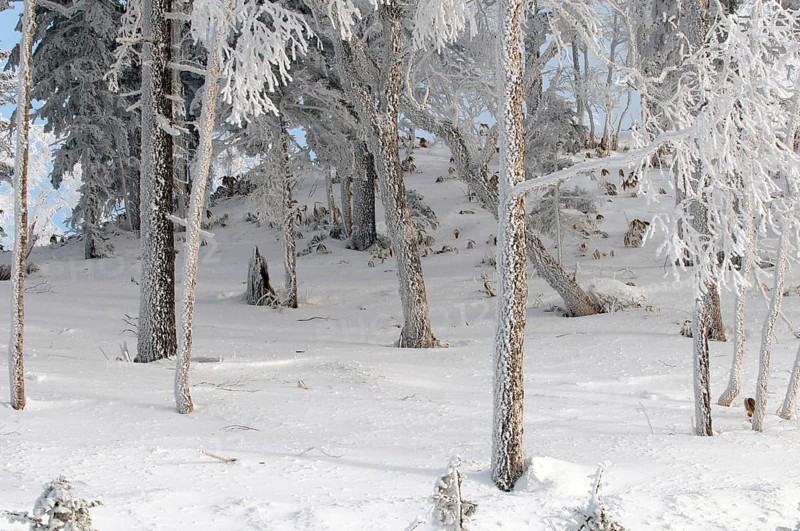 Landscape in winter, Hokkaido, Japan Landscape, Hokkaido, North, East, Winter, (Paysage) Japan, 2017
