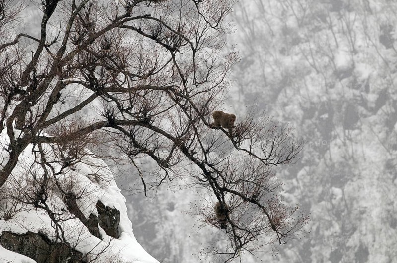 Japanese macaque or snow japanese monkey in a tree (Macaca fuscata), Japan Monkey-Japanese, Macaca fuscata (Macaque Japon) Japan, 2017