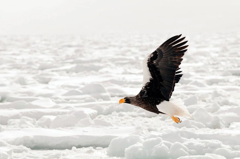Steller's sea eagle (Haliaeetus pelagicus) flying, Russia Steller's sea eagle, Haliaeetus pelagicus, (Pygargue de Steller) Russia, 2017
