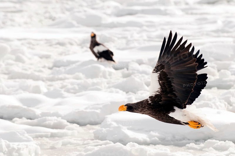 Steller's sea eagle (Haliaeetus pelagicus) flying, Steller's sea eagle, Haliaeetus pelagicus, (Pygargue de Steller) Russia, 2017