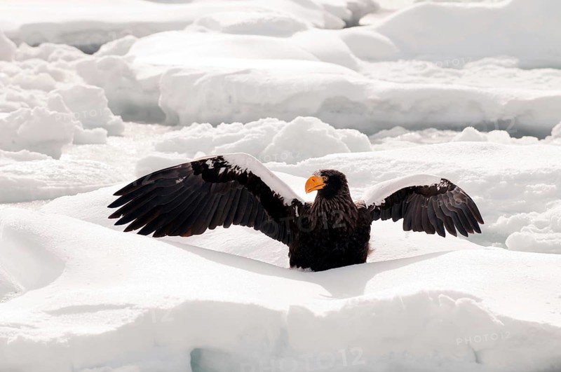 Steller's sea eagle (Haliaeetus pelagicus) on the pack, Russia Steller's sea eagle, Haliaeetus pelagicus, (Pygargue de Steller) Russia, 2017
