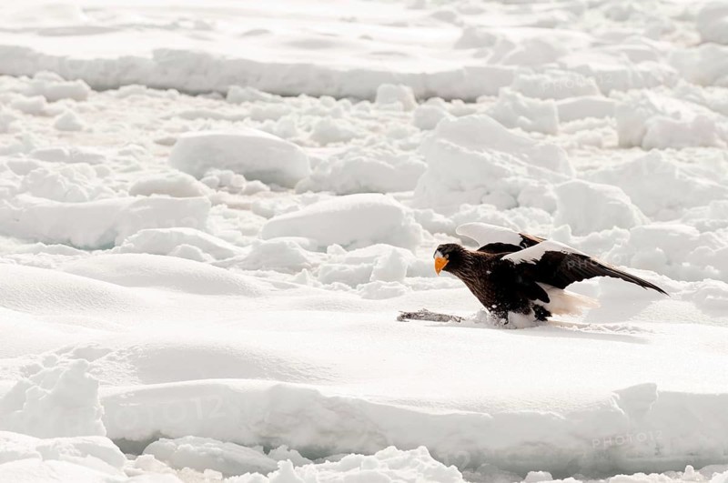 Steller's sea eagle (Haliaeetus pelagicus) on the pack, eating a fish, Russia Steller's sea eagle, Haliaeetus pelagicus, (Pygargue de Steller) Russia, 2017