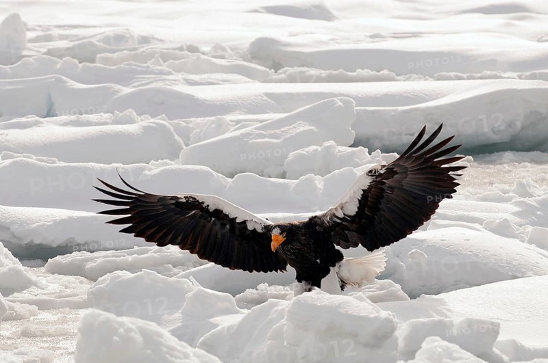 Steller's sea eagle (Haliaeetus pelagicus) flying, landing, Russia Steller's sea eagle, Haliaeetus pelagicus, (Pygargue de Steller) Russia, 2017