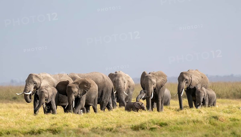 African elephant (Loxodonta africana) large herd with young animals, in morning light, Amboseli National Park, Rift Valley Province, Kenya