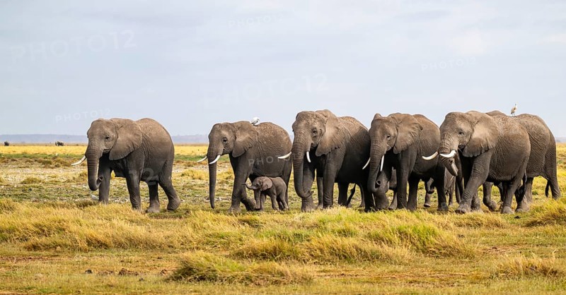 African elephant (Loxodonta africana) large herd with young animals and herons (Bubulcus ibis), Amboseli National Park, Rift Valley Province, Kenya