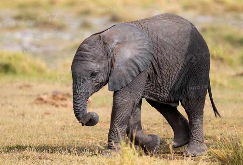 African elephant (Loxodonta africana) small young, baby elephant, Amboseli National Park, Rift Valley Province, Kenya