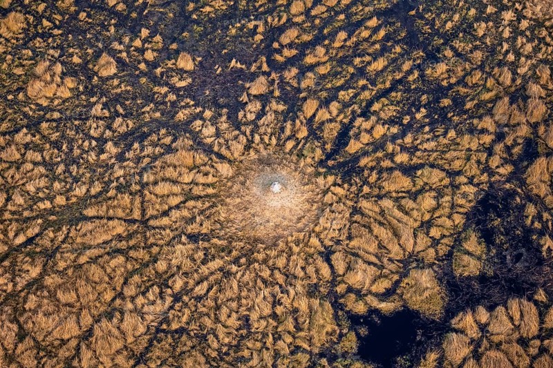 Freshwater marshland, swamp landscape with small island with termite hill, aerial view, Okavango Delta, Botswana