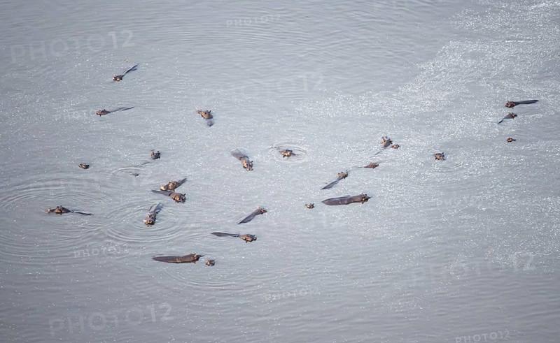 Group of hippos (Hippopatamus amphibius) in water, aerial view, Okavango Delta, Botswana
