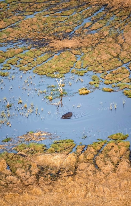 Hippopotamus (Hippopatamus amphibius) in water, freshwater marshland, marshland on a lake, aerial view, Okavango Delta, Botswana