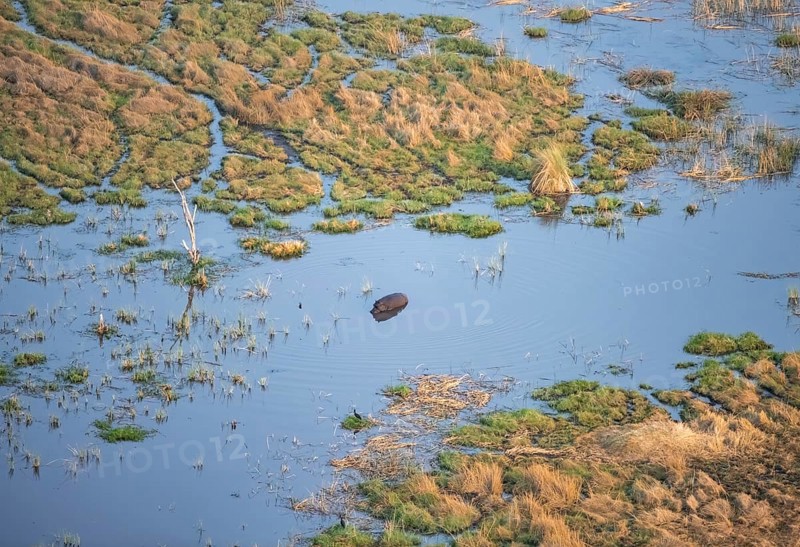 Hippopotamus (Hippopatamus amphibius) in water, freshwater marshland, marshland, aerial view, Okavango Delta, Botswana