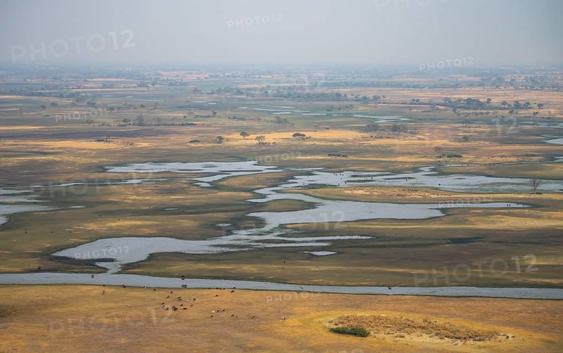 River landscape and grazing herd of cows, aerial view, Okavango Delta, Botswana