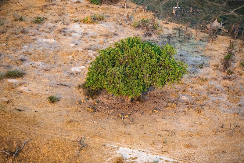 Flock of impalas (Aepyceros melampus) under a liver sausage tree (Kigelia africana), aerial view, Okavango Delta, Botswana