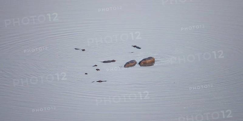 Hippos (Hippopatamus amphibius) in water, aerial view, Okavango Delta, Botswana
