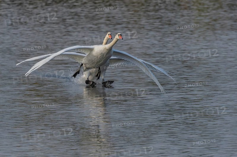 Two swans fly gracefully across a quiet pond, their wide-spreading wings illuminated by soft morning light. Quiet and beautiful natural scene. Bas rhin, Alsace, Grand Est, France