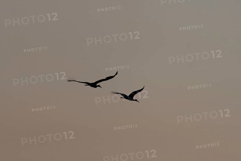 Two majestic white stork birds (Ciconia ciconia) fly together in the Twilight sky and stand on a cloudy background with pastel shades. A peaceful and harmonious moment. Bas rhin, Alsace, Grand Est, France