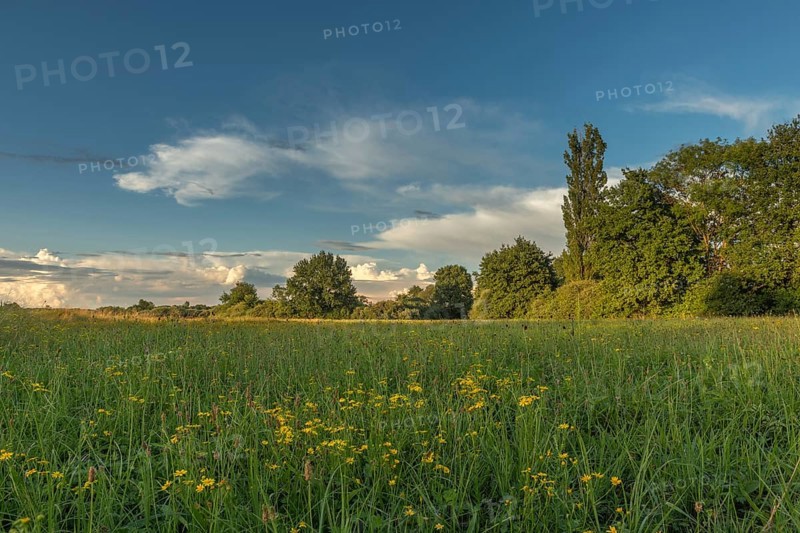 A peaceful meadow stretches out in the evening light and is decorated with wild flowers. Trees border landscape under vibrant sky, offering moment of serenity and natural beauty. Bas rhin, Alsace, Grand Est, France
